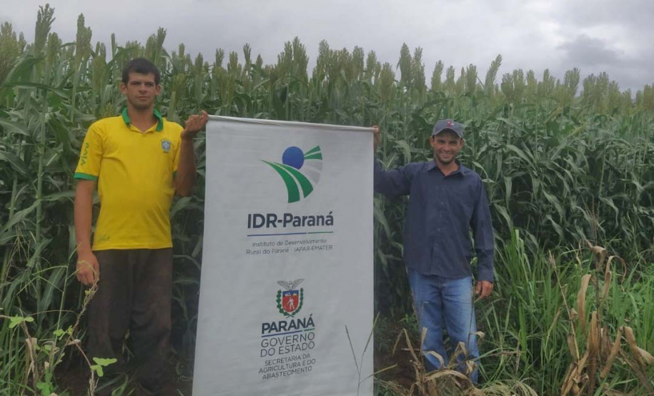 Sorgo pode ser alternativa para alimentar gado leiteiro no inverno