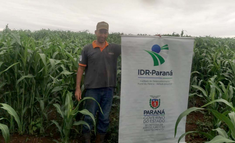 Sorgo pode ser alternativa para alimentar gado leiteiro no inverno