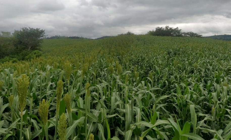 Sorgo pode ser alternativa para alimentar gado leiteiro no inverno