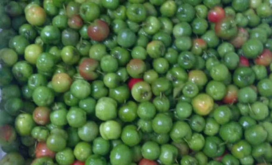 Apoio do Estado e cooperativismo ajudam a promover agricultura orgânica no Paraná