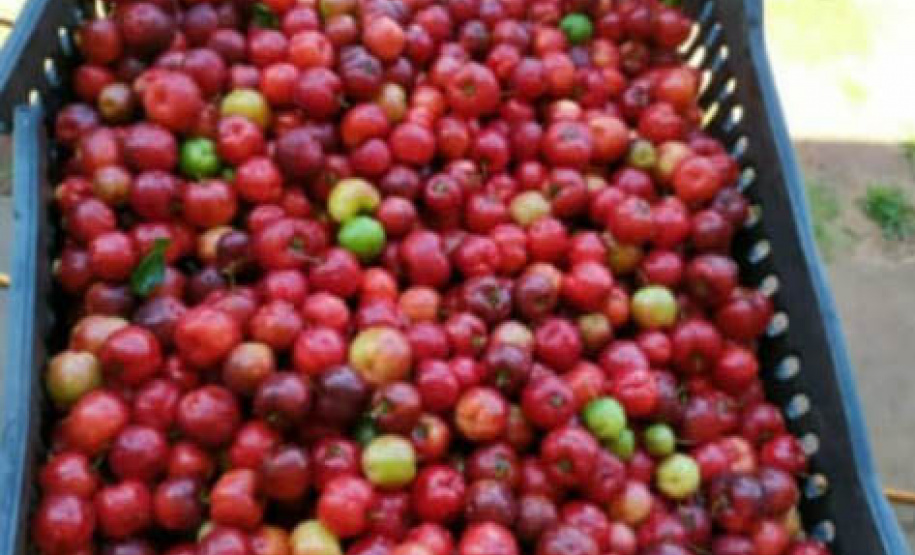 Apoio do Estado e cooperativismo ajudam a promover agricultura orgânica no Paraná