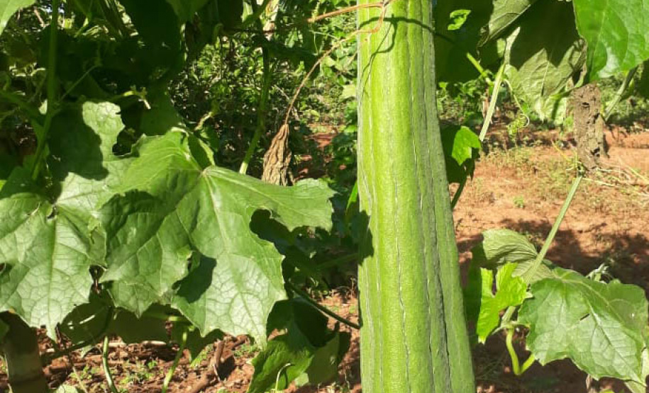 Apoio do Estado e cooperativismo ajudam a promover agricultura orgânica no Paraná