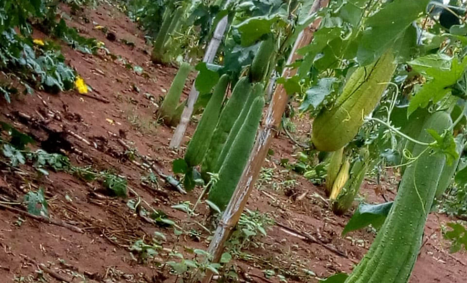 Apoio do Estado e cooperativismo ajudam a promover agricultura orgânica no Paraná