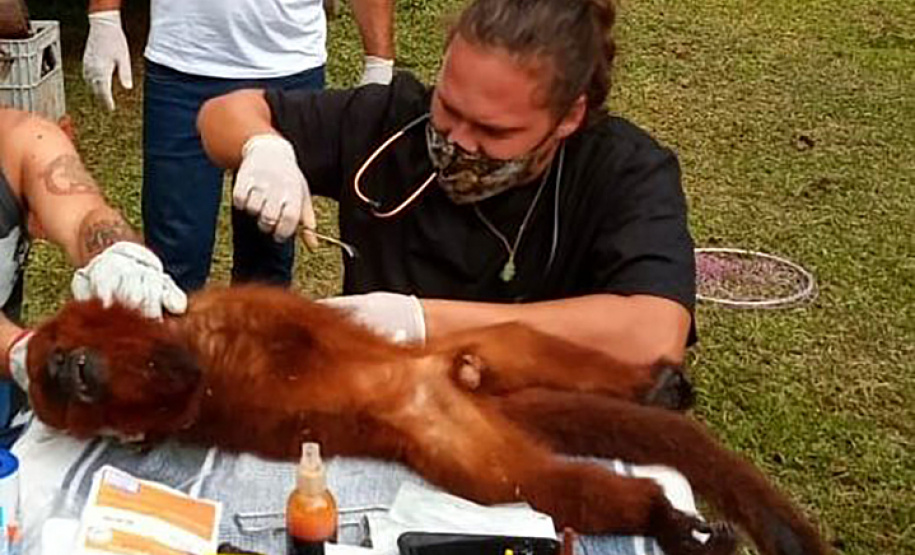 Macaco bugio é resgatado machucado e encaminhado para tratamento em CAFS