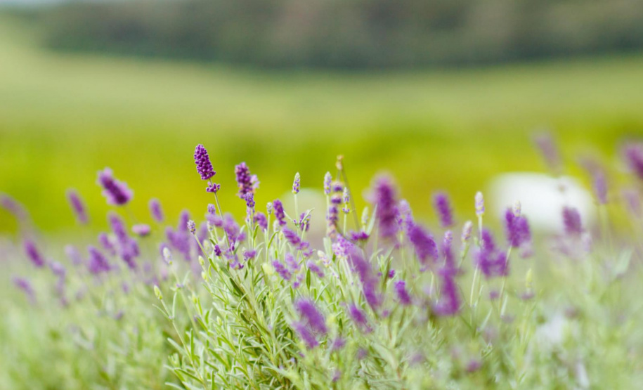 lavanda