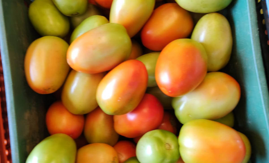 Compras públicas impulsionam produção e consumo de orgânicos no Paraná