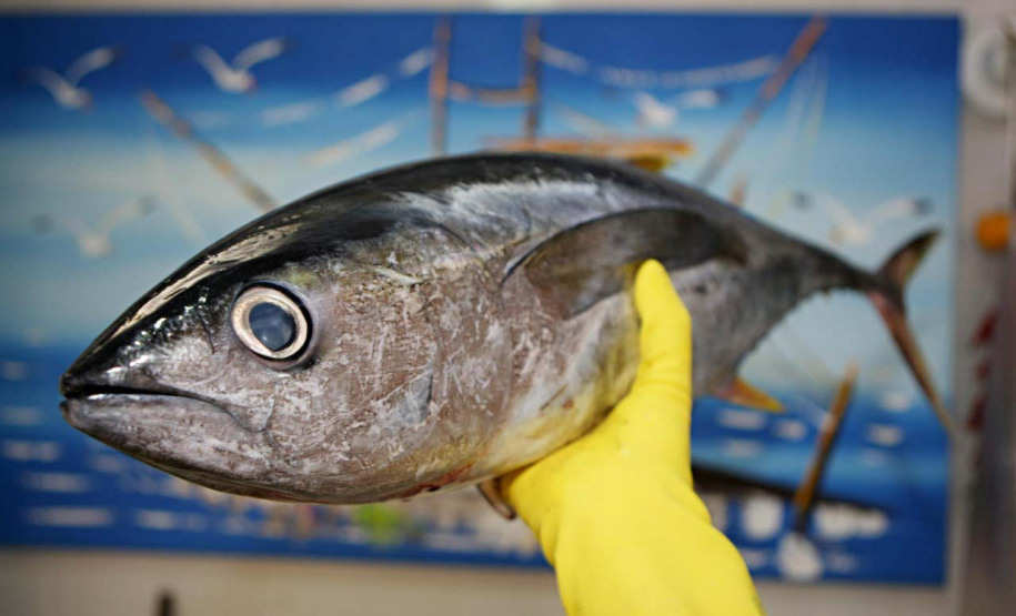 Vigilância Sanitária alerta sobre cuidados na compra de pescados para a Semana Santa
