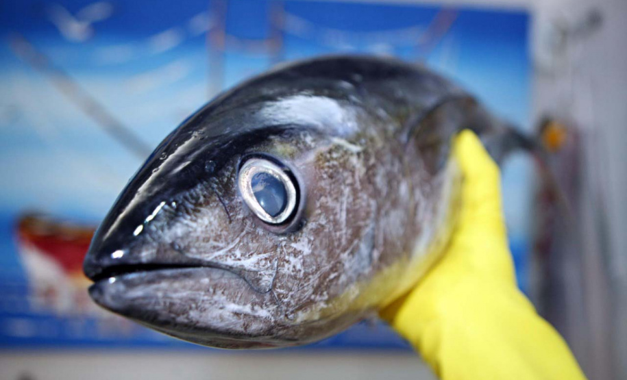 Vigilância Sanitária alerta sobre cuidados na compra de pescados para a Semana Santa