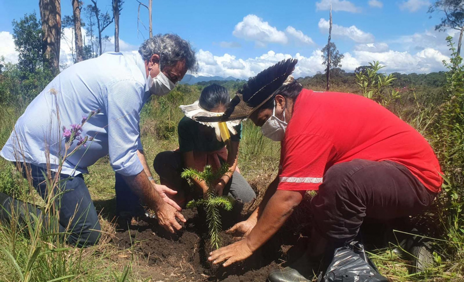 No Dia dos Povos Indígenas, IAT relembra parceria para conservação e recuperação da Floresta Estadual Metropolitana
