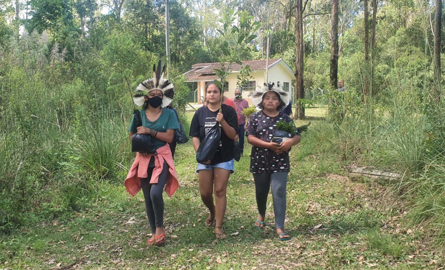 No Dia dos Povos Indígenas, IAT relembra parceria para conservação e recuperação da Floresta Estadual Metropolitana