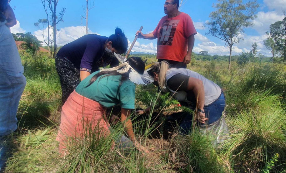 No Dia dos Povos Indígenas, IAT relembra parceria para conservação e recuperação da Floresta Estadual Metropolitana