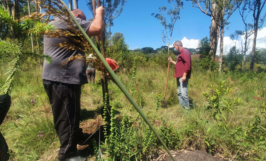 No Dia dos Povos Indígenas, IAT relembra parceria para conservação e recuperação da Floresta Estadual Metropolitana