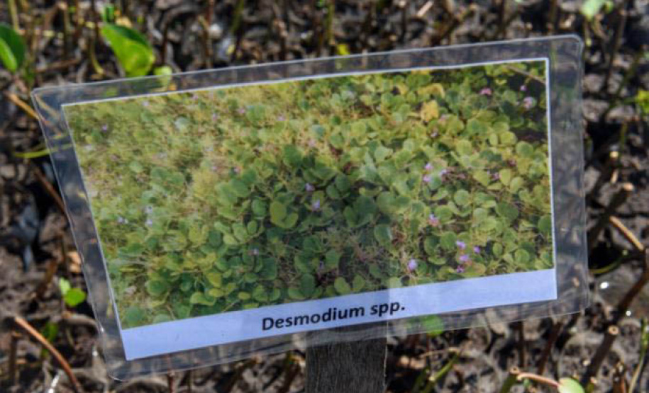 Litoral terá mais de 100 mil metros quadrados de restinga plantada em 2024