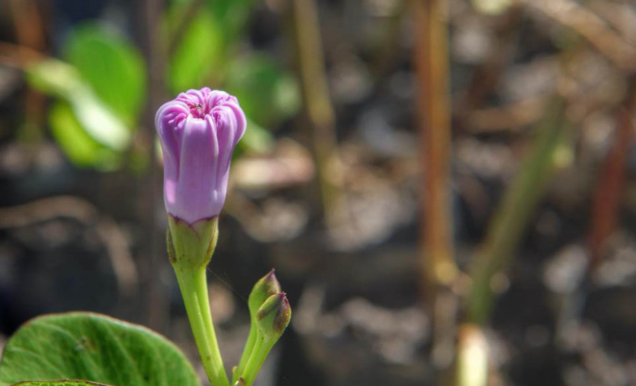 Litoral terá mais de 100 mil metros quadrados de restinga plantada em 2024