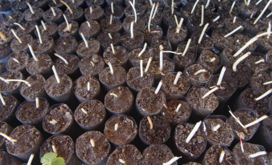 Litoral terá mais de 100 mil metros quadrados de restinga plantada em 2024