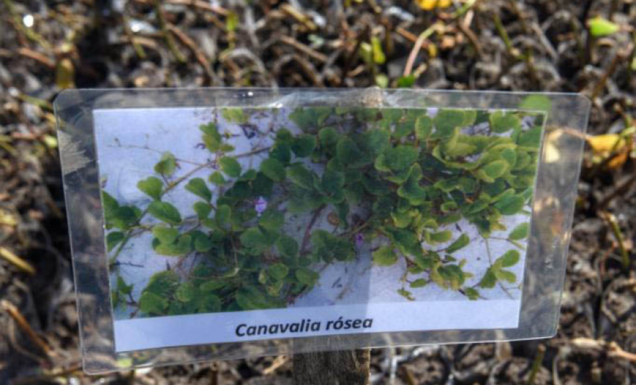 Litoral terá mais de 100 mil metros quadrados de restinga plantada em 2024