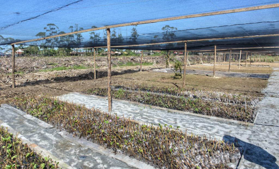Litoral terá mais de 100 mil metros quadrados de restinga plantada em 2024