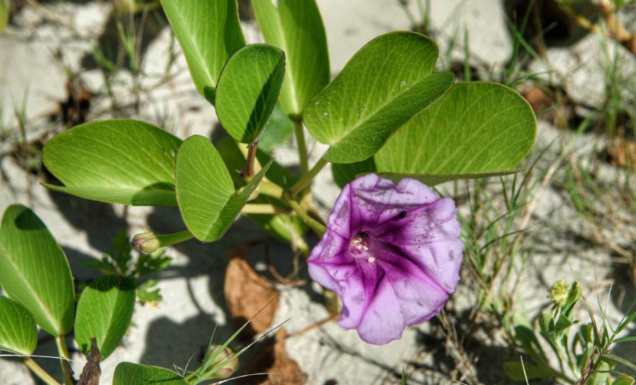 Litoral terá mais de 100 mil metros quadrados de restinga plantada em 2024