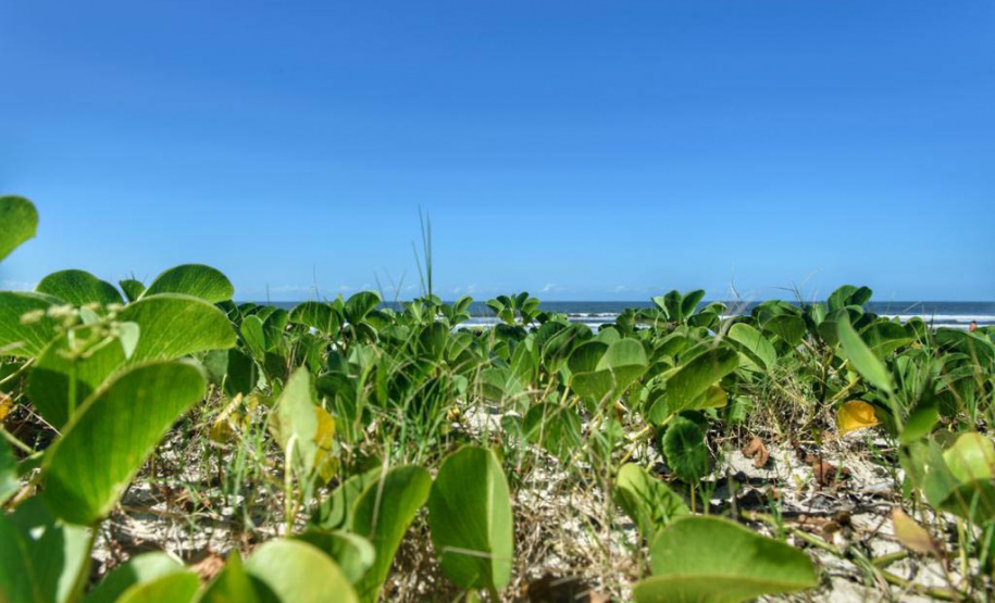 Litoral terá mais de 100 mil metros quadrados de restinga plantada em 2024