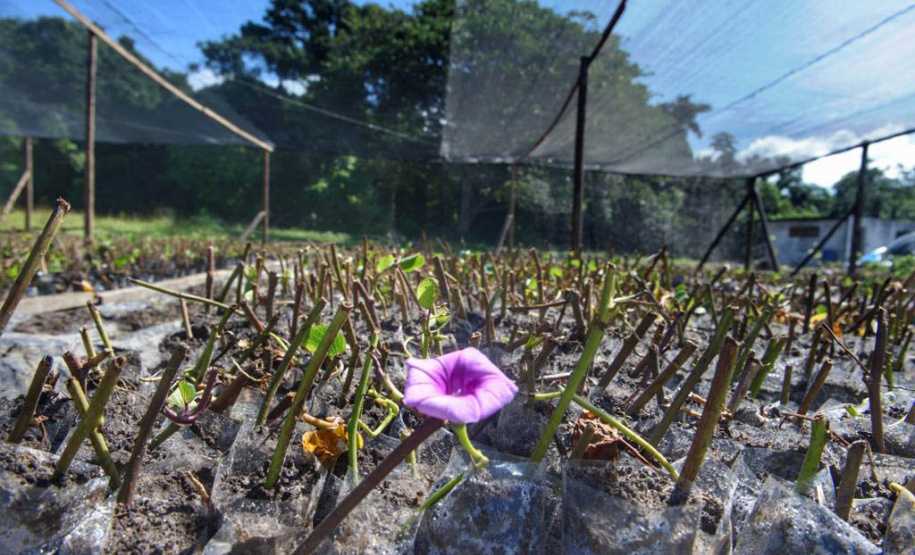 Litoral terá mais de 100 mil metros quadrados de restinga plantada em 2024