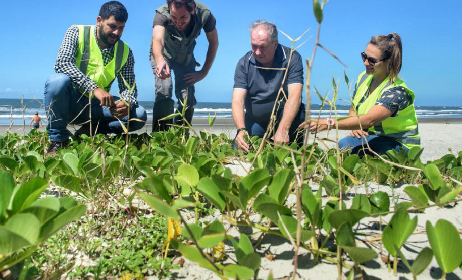 Litoral terá mais de 100 mil metros quadrados de restinga plantada em 2024