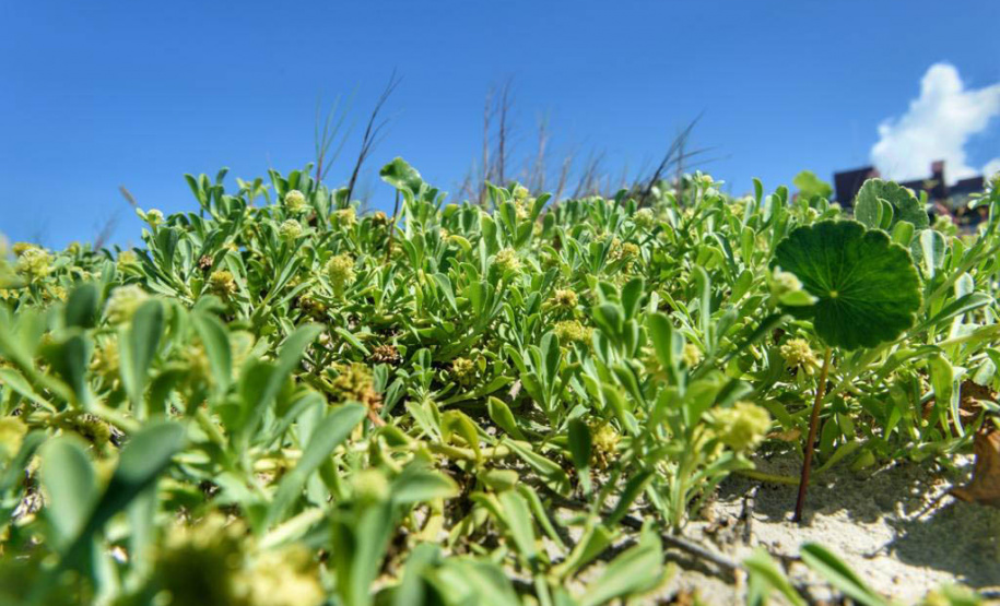 Litoral terá mais de 100 mil metros quadrados de restinga plantada em 2024