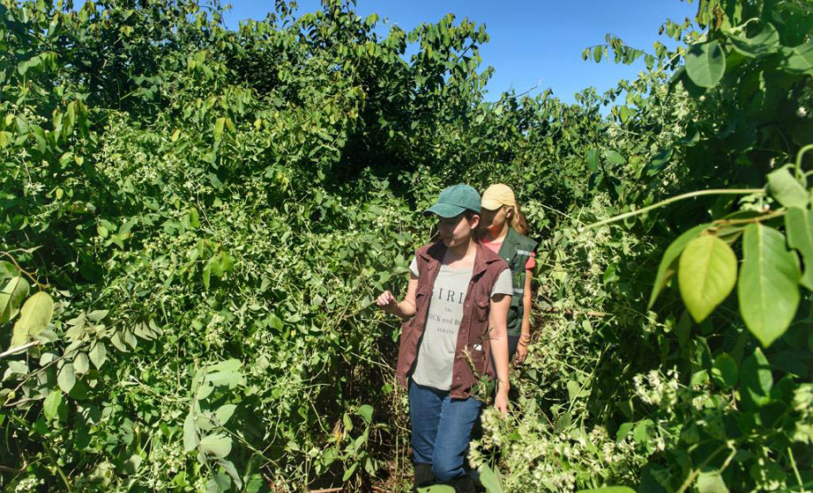 Litoral terá mais de 100 mil metros quadrados de restinga plantada em 2024