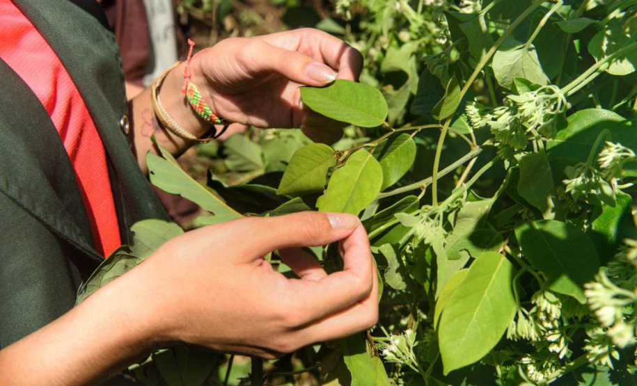 Litoral terá mais de 100 mil metros quadrados de restinga plantada em 2024