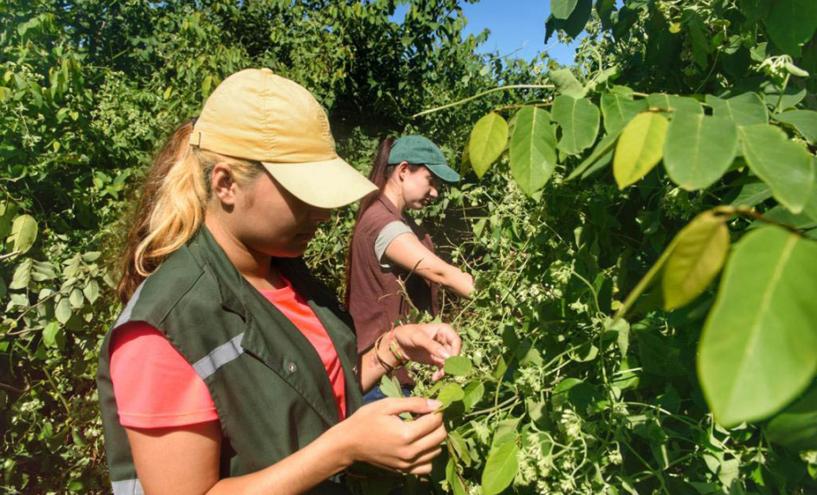 Litoral terá mais de 100 mil metros quadrados de restinga plantada em 2024