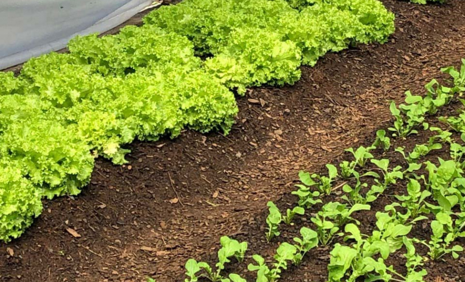 Presos de Guarapuava cultivam orgânicos que são distribuídos à instituições de acolhimento