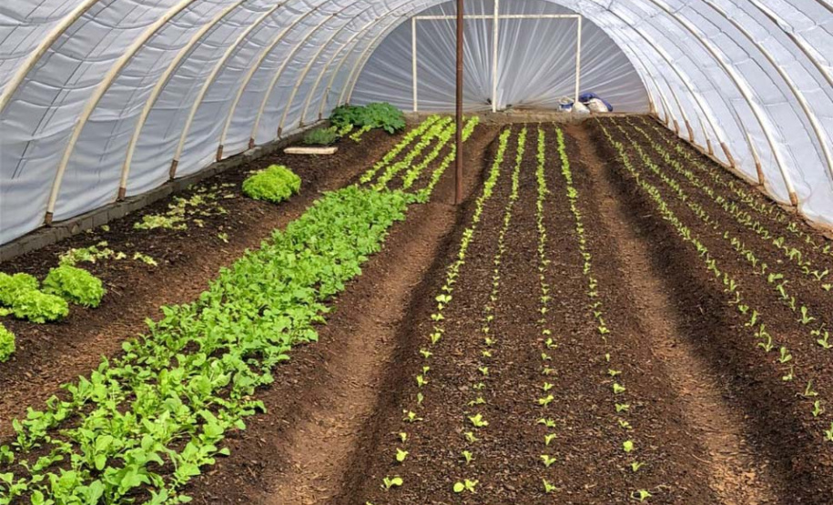 Presos de Guarapuava cultivam orgânicos que são distribuídos à instituições de acolhimento