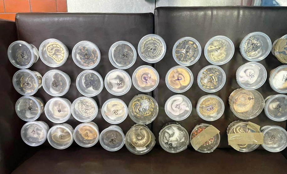 Polícia Militar do Paraná apreende animais silvestres e grande variedade de cobras -