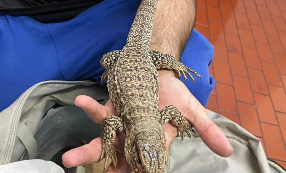 Polícia Militar do Paraná apreende animais silvestres e grande variedade de cobras -