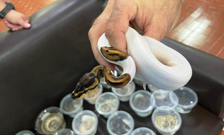 Polícia Militar do Paraná apreende animais silvestres e grande variedade de cobras -