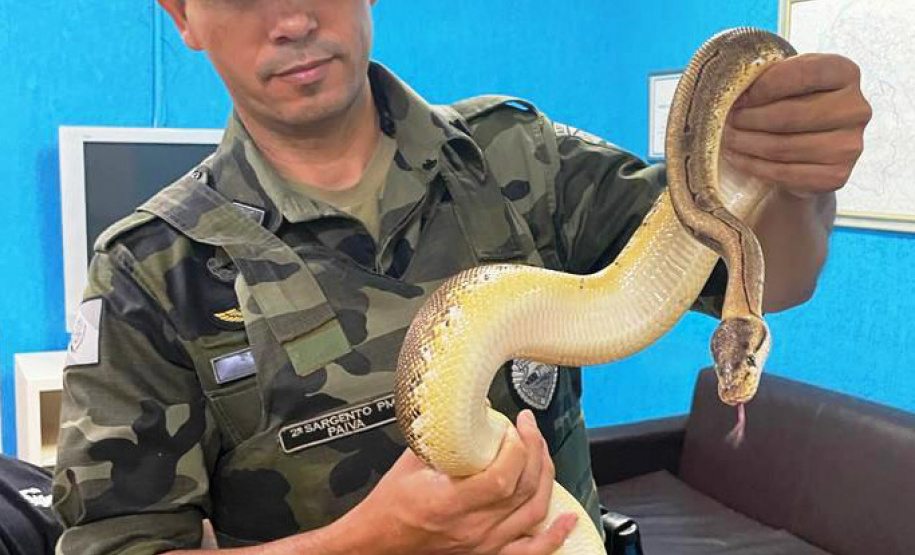 Polícia Militar do Paraná apreende animais silvestres e grande variedade de cobras -