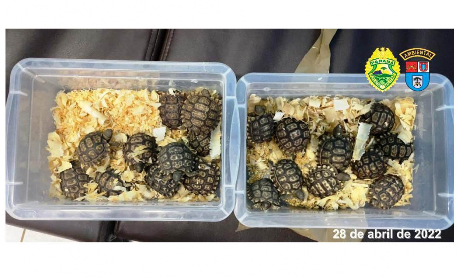 Polícia Militar do Paraná apreende animais silvestres e grande variedade de cobras -