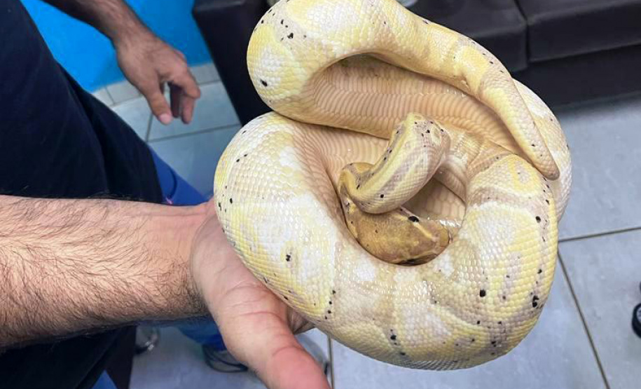 Polícia Militar do Paraná apreende animais silvestres e grande variedade de cobras -