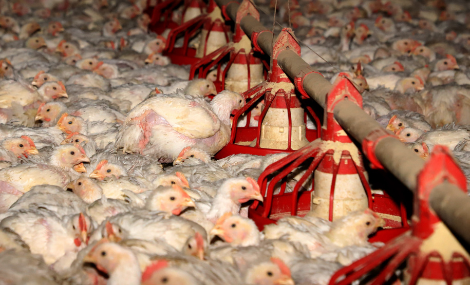 Geadas fracas não provocaram perdas expressivas na agricultura