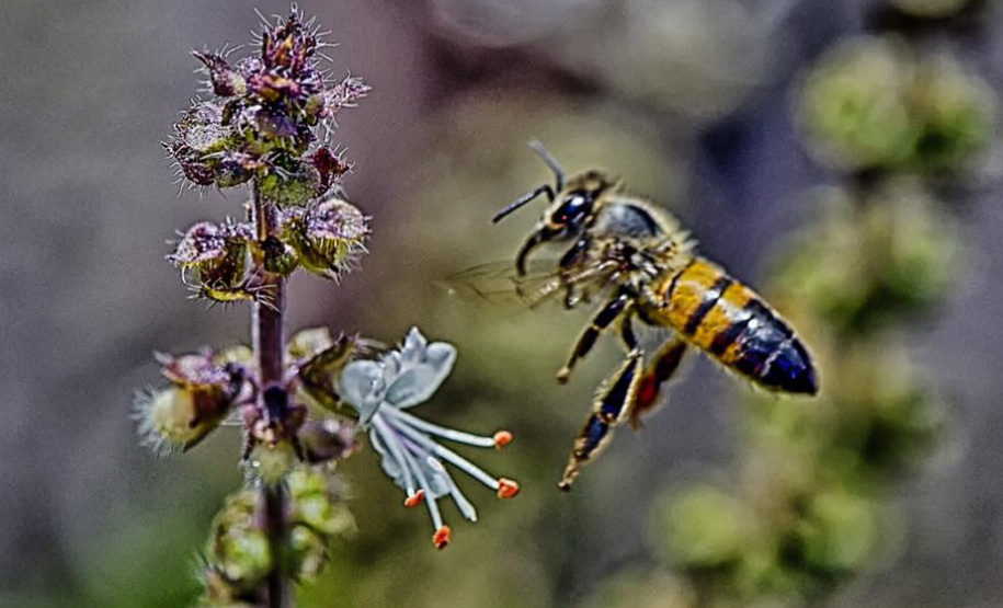 Paraná lança cartilhas de educação ambiental sobre fauna e turismo ecológico