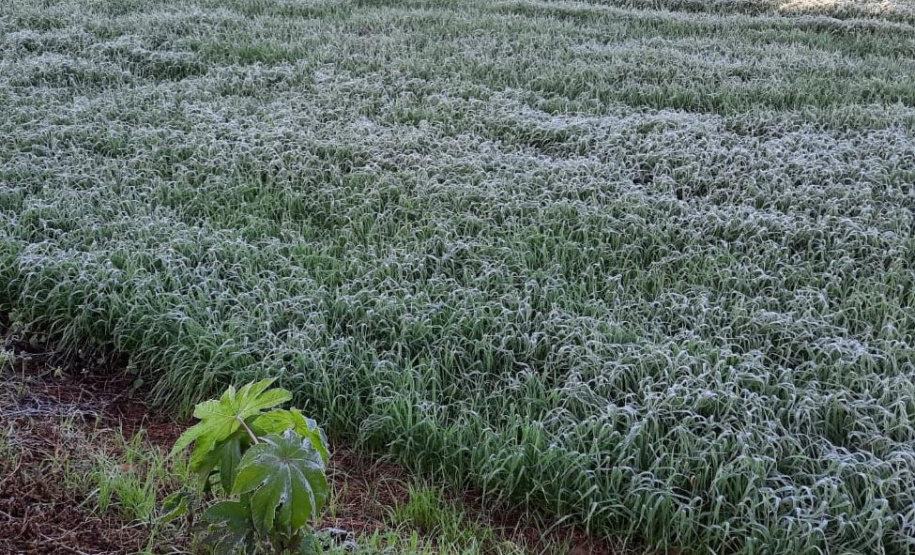 Alerta Geada entra em operação nesta terça (3)