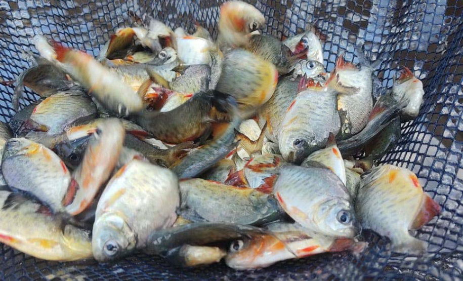 Paraná atinge a marca de 2 milhões de peixes nativos soltos em Bacias Hidrográficas