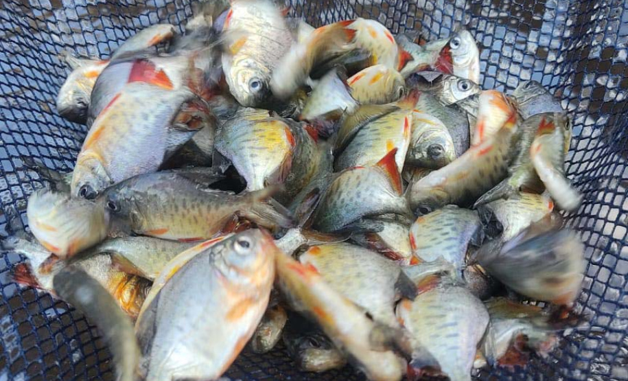 Paraná atinge a marca de 2 milhões de peixes nativos soltos em Bacias Hidrográficas
