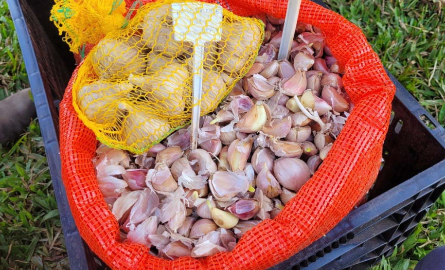 Parceria entre IDR-Paraná e Embrapa Hortaliças incentiva agricultor familiar a produzir alho semente