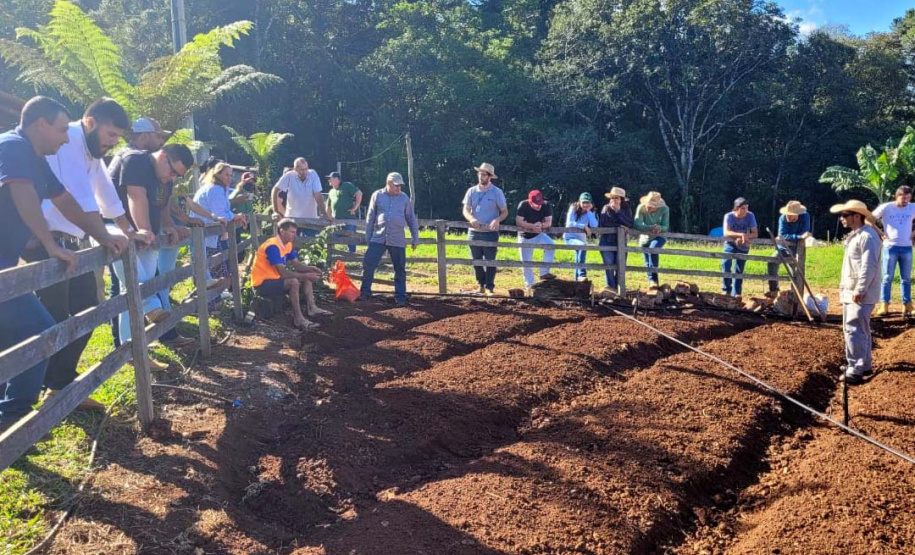 Parceria entre IDR-Paraná e Embrapa Hortaliças incentiva agricultor familiar a produzir alho semente