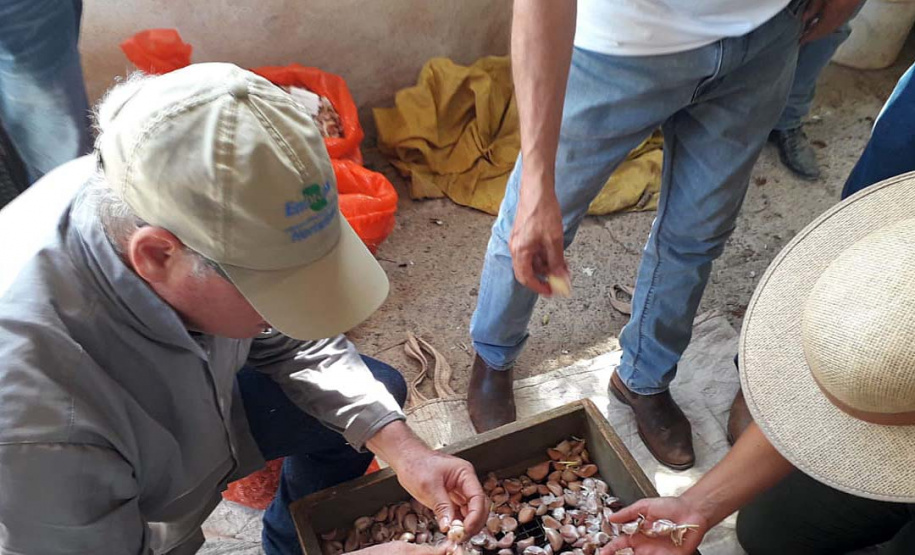 Parceria entre IDR-Paraná e Embrapa Hortaliças incentiva agricultor familiar a produzir alho semente