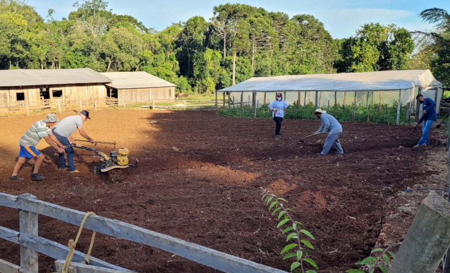Parceria entre IDR-Paraná e Embrapa Hortaliças incentiva agricultor familiar a produzir alho semente