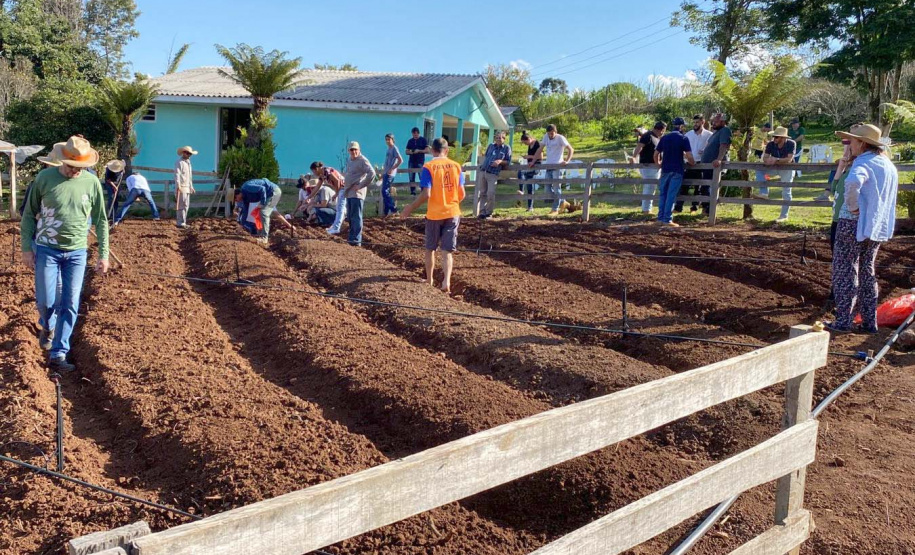 Parceria entre IDR-Paraná e Embrapa Hortaliças incentiva agricultor familiar a produzir alho semente