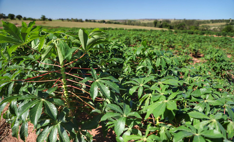 Colheita da mandioca avança e qualidade do produto melhora no Paraná