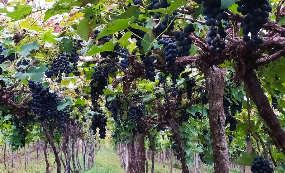 Produtores do Sudoeste debatem tecnologias para impulsionar a produção de uvas
