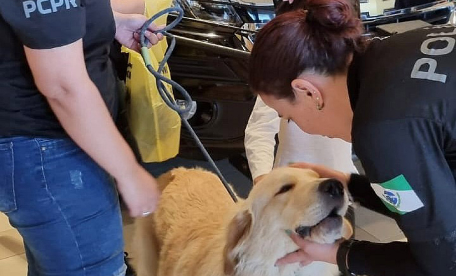 PCPR participa de ação educativa de trânsito em Curitiba